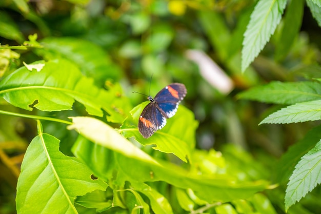 Hermosa mariposa en el bosque tropical del jardín botánico en praga europa