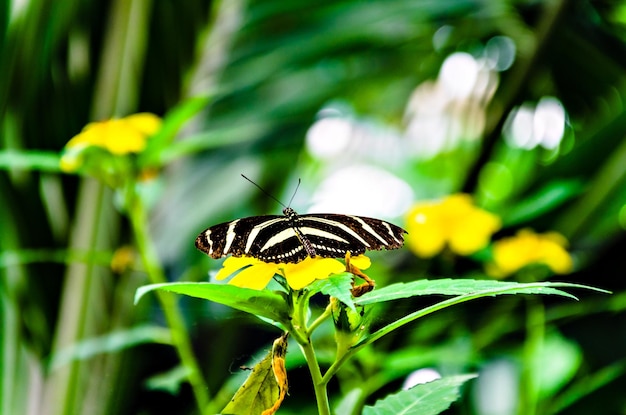 Hermosa mariposa cebra Heliconius Charithonia sobre hojas verdes en el jardín.