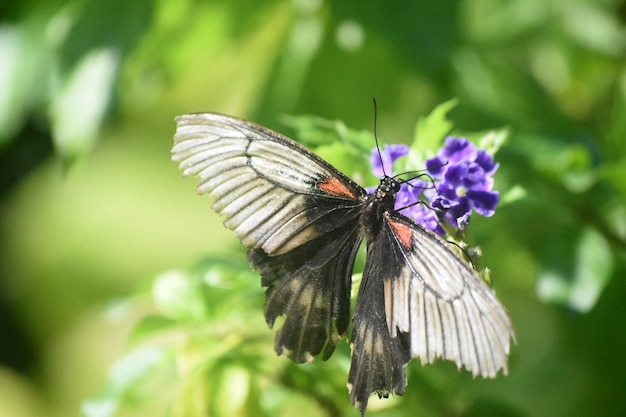 Hermosa mariposa descansando sobre una flor en Aruba.