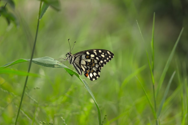 Una hermosa mariposa descansando sobre las plantas de flores durante la temporada de primavera