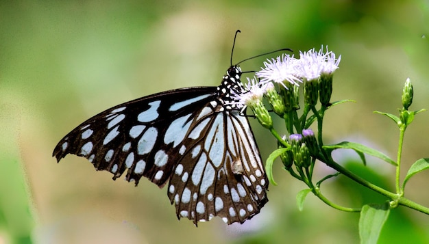 Una hermosa mariposa descansando sobre las plantas de flores durante la temporada de primavera