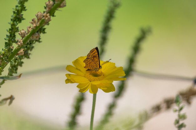 hermosa mariposa en una flor amarilla