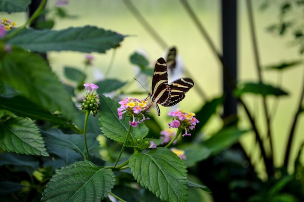 Hermosa mariposa en flor flor