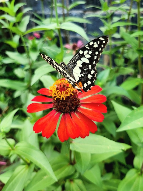 Hermosa mariposa en flor roja