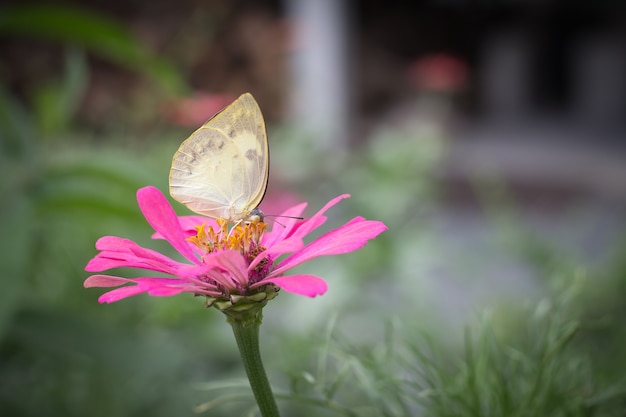 Hermosa mariposa en flor rosa