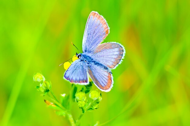 Hermosa mariposa en una flor