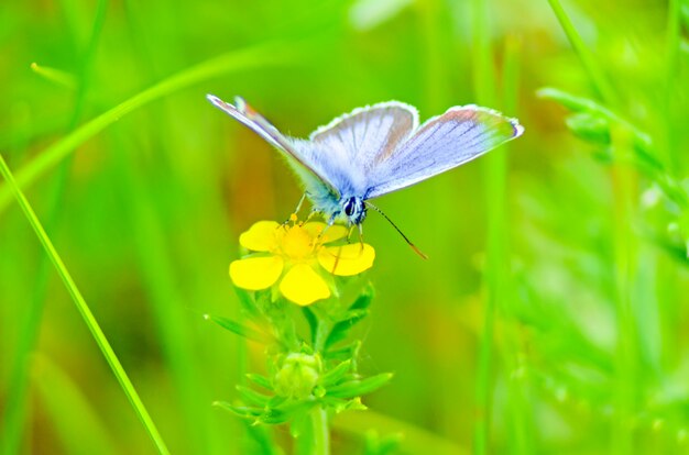 Hermosa mariposa en una flor