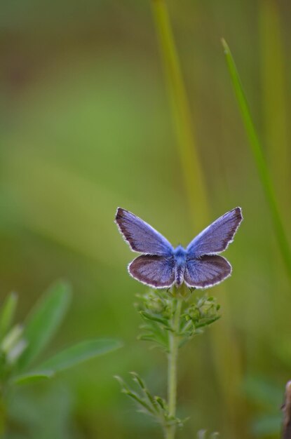 Hermosa mariposa en una flor