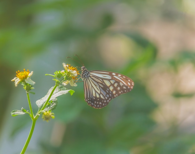 Hermosa mariposa en flor