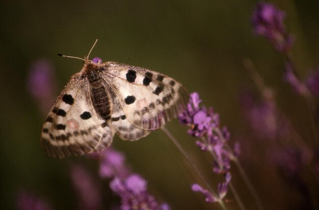 Hermosa mariposa en una flor