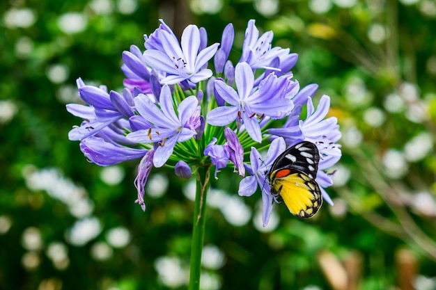 hermosa mariposa en flores de color púrpura