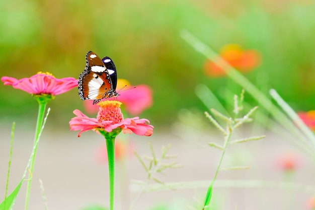 La hermosa mariposa en las flores en el jardín.