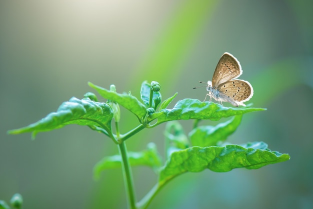 hermosa mariposa en el fondo de la naturaleza