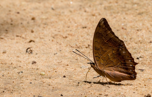 Una hermosa mariposa en el fondo de la naturaleza