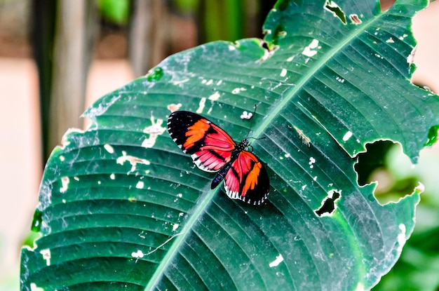 Hermosa mariposa Heliconius Melpomene en hojas verdes de jardín. lepidóptero.