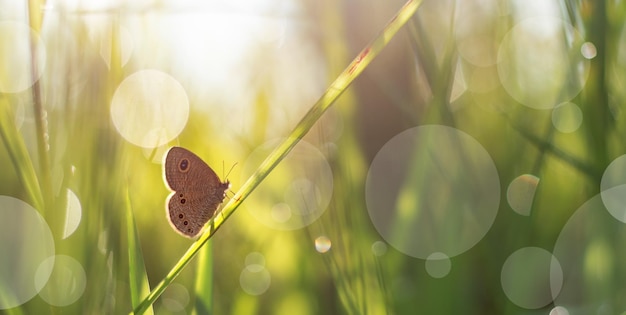 hermosa mariposa en la hoja del arbusto en primavera