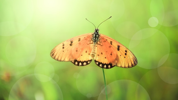 hermosa mariposa en la hoja del arbusto en primavera