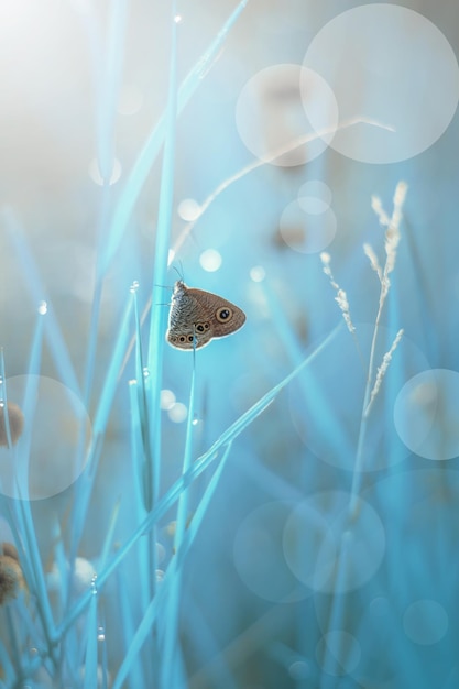 hermosa mariposa en la hoja del arbusto en primavera