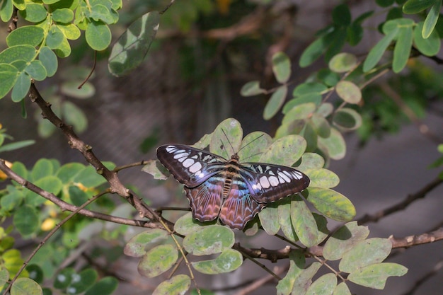 Hermosa mariposa de hojas verdes en el jardín.