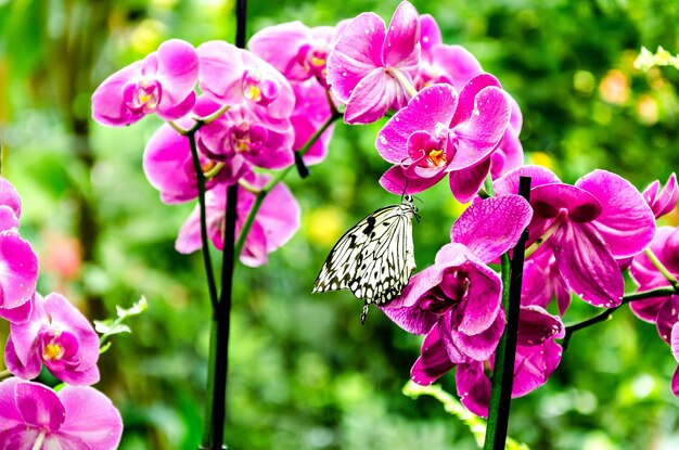 Hermosa mariposa Idea Leuconoe sobre las hojas verdes del jardín. lepidópteros.