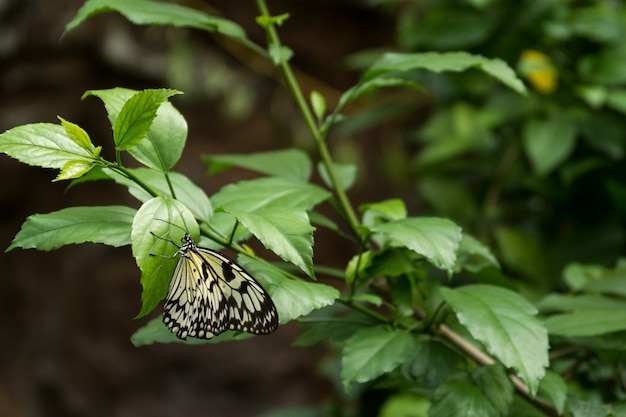 Hermosa mariposa, insecto en el fondo de la naturaleza verde, fotografiado en Schmetterlinghaus,