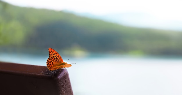 Hermosa mariposa monarca colorida con el telón de fondo de un paisaje borroso, el concepto del inicio de la primavera