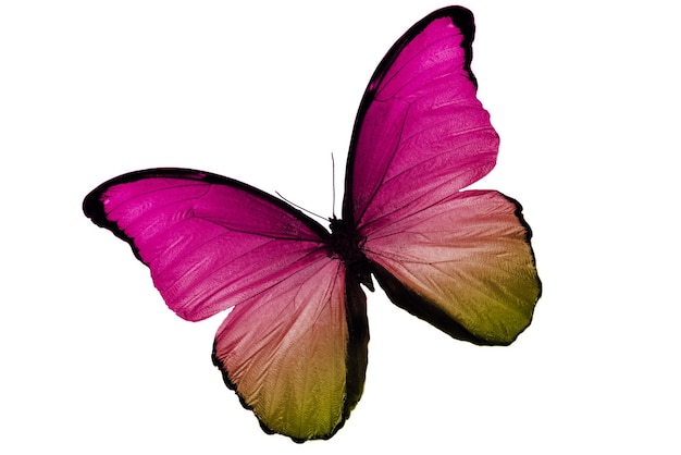 Hermosa mariposa multicolor aislado sobre fondo blanco.