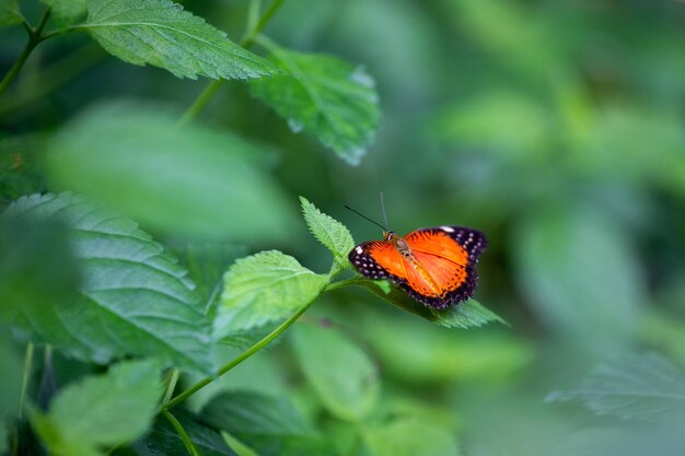 Una hermosa mariposa naranja negra se sienta en los arbustos verdes