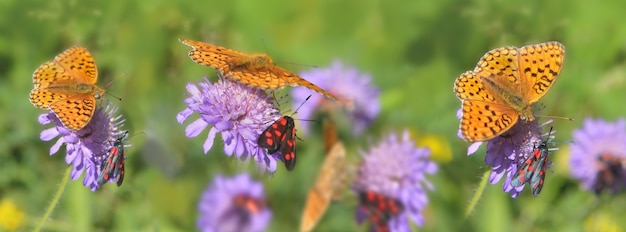 Hermosa mariposa naranja y pequeños insectos rojos y negros recogiendo flores rosadas