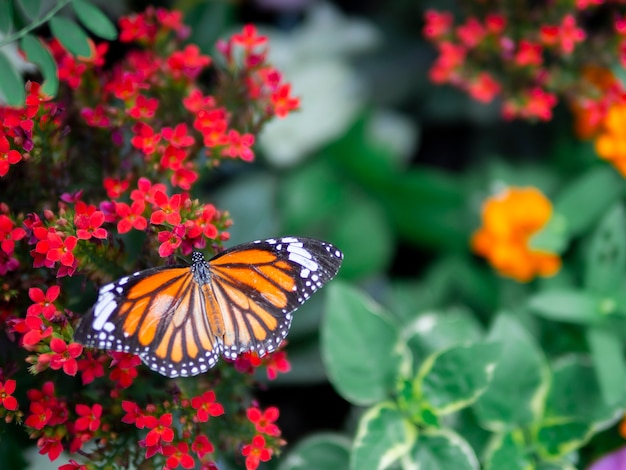 Foto hermosa mariposa naranja tigre común (danaus genutia) en flor roja con fondo de jardín verde