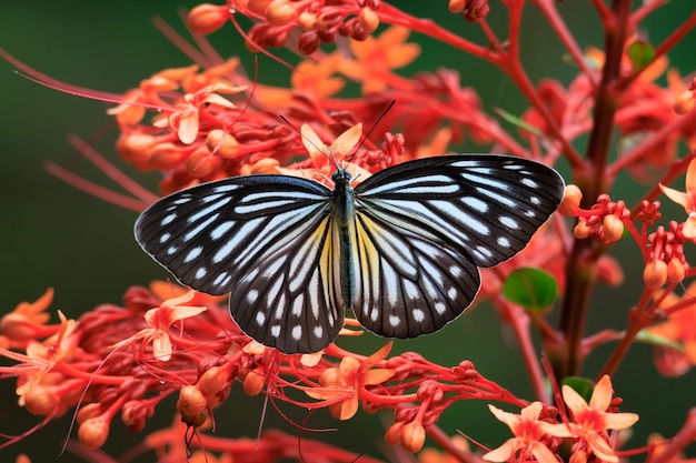 Hermosa mariposa en la naturaleza mariposa errante común