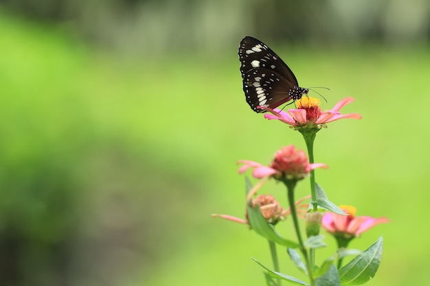 Hermosa mariposa negra posada en la flor