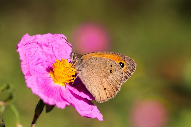 Una hermosa mariposa, Nombre científico; maniola jurtina