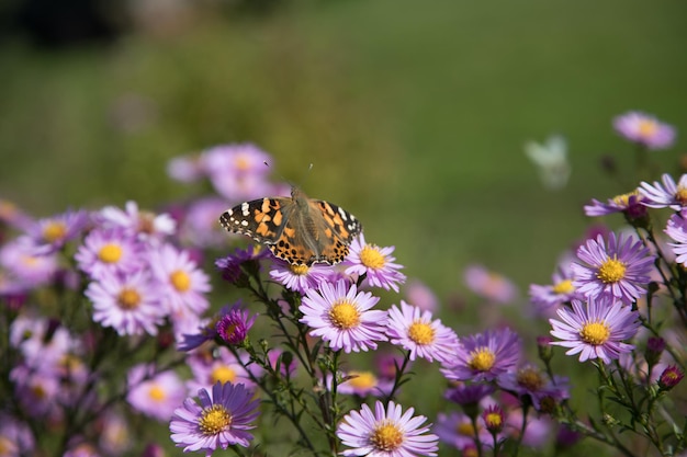 Hermosa mariposa Nymphalidae colmenas en flores fragantes de otoñoUn lugar para una mina espacial