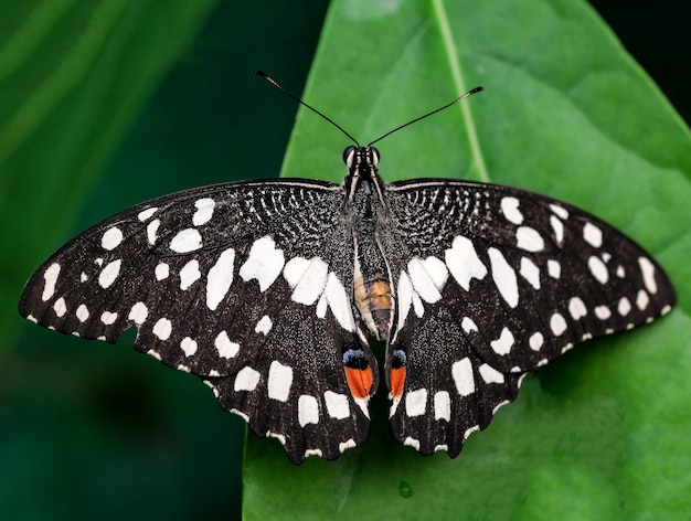 Hermosa mariposa primer plano