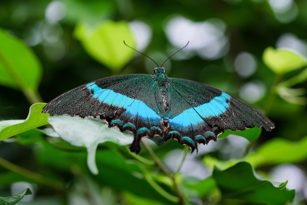 Hermosa mariposa primer plano