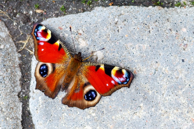 Hermosa mariposa sentada en el suelo