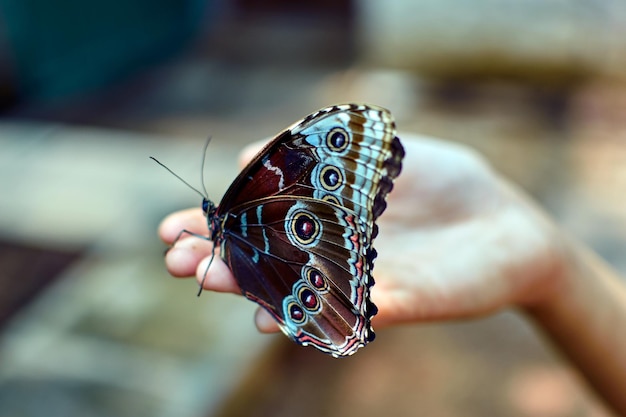 Hermosa mariposa se sienta en el fondo de pantalla de la mariposa de la palma del niño