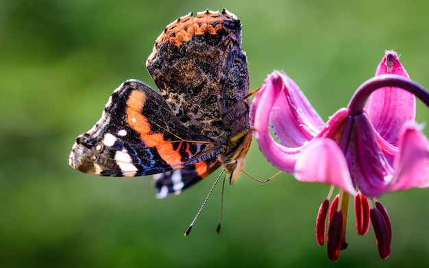 Una hermosa mariposa se sienta en un lirio rosa.