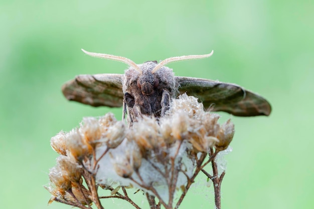 Una hermosa mariposa se sienta en una planta solitaria en el rocío de la mañana sobre un fondo borroso natural...