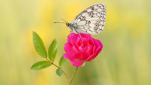 Una hermosa mariposa se sienta en una rosa rosa.