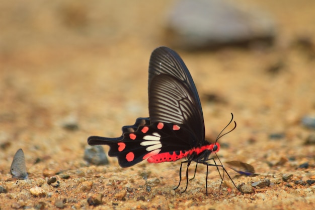 Hermosa mariposa en el suelo