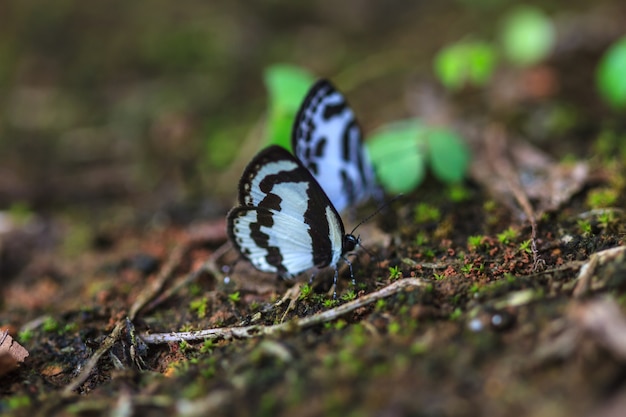 Hermosa mariposa en el suelo