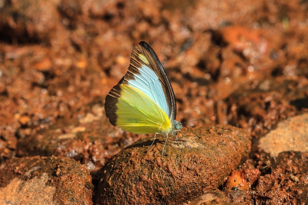 Hermosa mariposa en el suelo