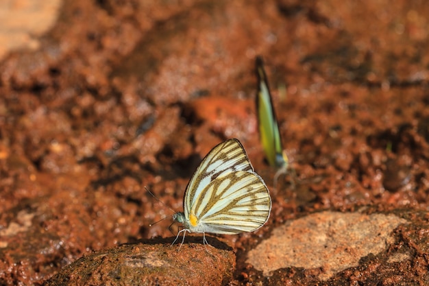 Hermosa mariposa en el suelo