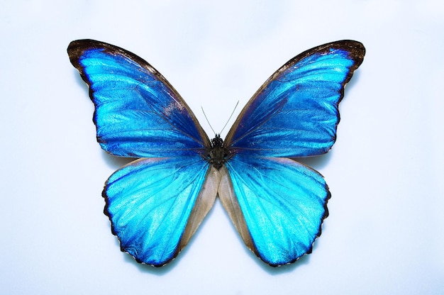 Hermosa mariposa en tonos turquesa sobre un fondo blanco