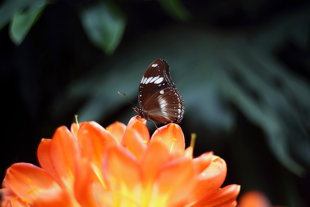 Hermosa mariposa tropical sobre fondo de naturaleza borrosa