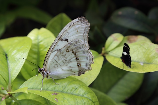 Hermosa mariposa tropical sobre fondo de naturaleza borrosa