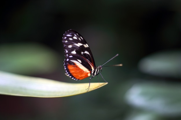 Hermosa mariposa tropical sobre fondo de naturaleza borrosa