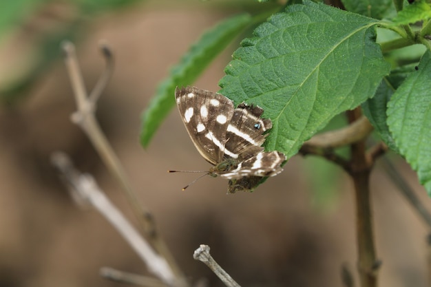 Hermosa mariposa